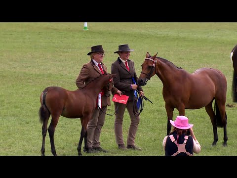 Ceffylau Rhanfrid Cymreig - Ebolion o Gaseg Fagu | Welsh Part-bred Horses - Foals from Brood Mare