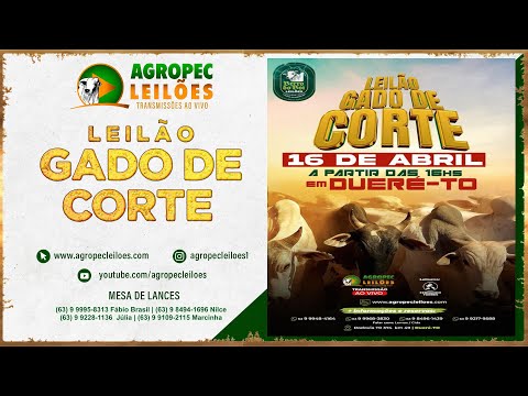 agropecleiloes.com LEILÃO GADO DE CORTE | BERRO DO BOI LEILÕES - DUERÉ -TO  16/04/2024