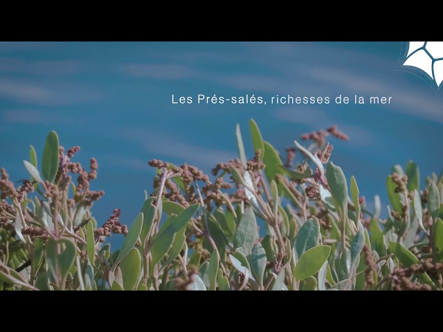Les prés-salés, richesse de la mer