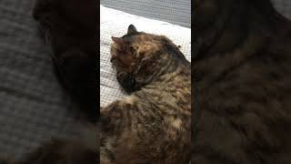 吾輩はごろうである。3