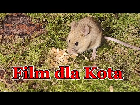 Film dla kota 🐭 myszy i ptaki