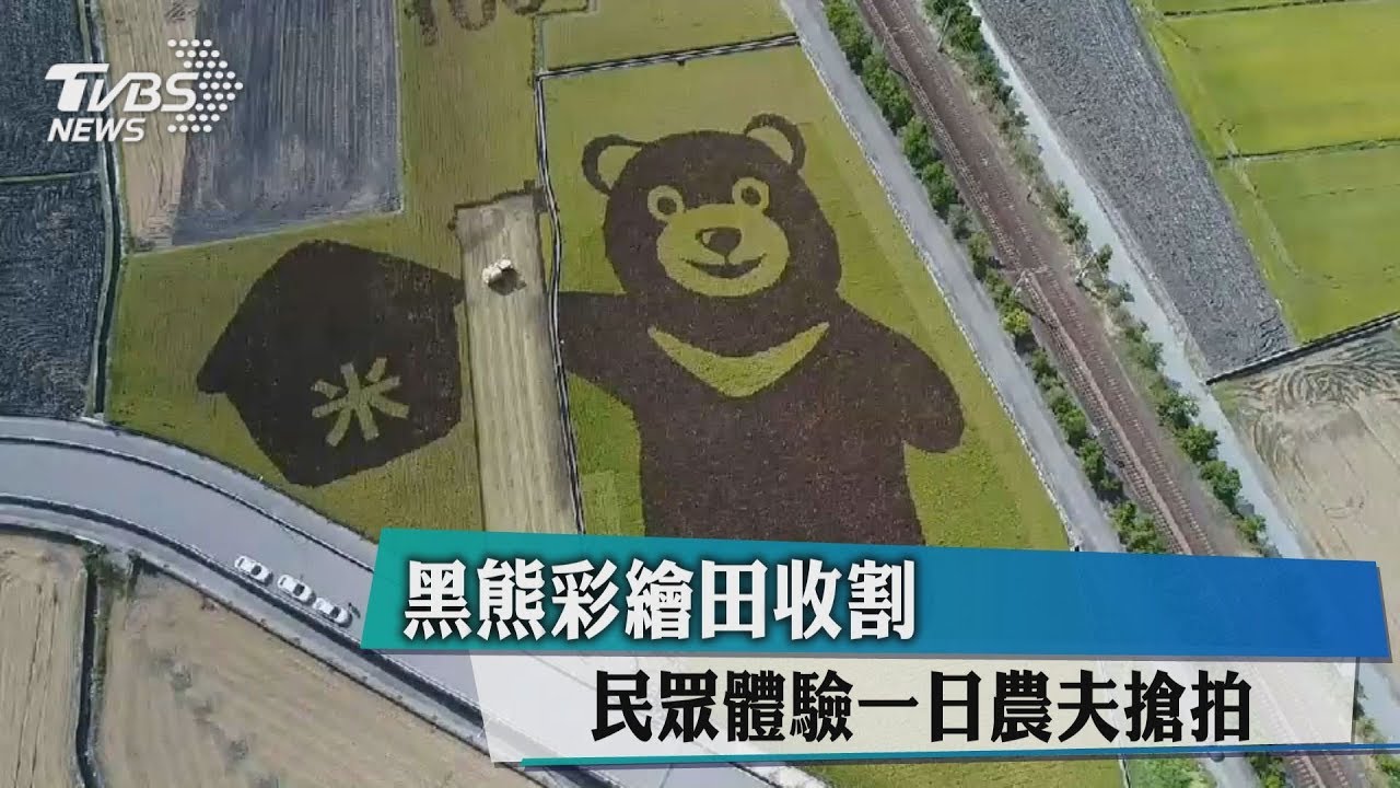 黑熊彩繪田收割 民眾體驗一日農夫搶拍