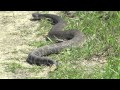 HUGE Rattlesnake while Hiking in California [HD ...