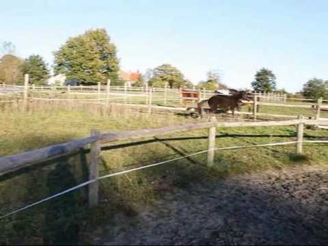 Hohenstern von Hohenstein