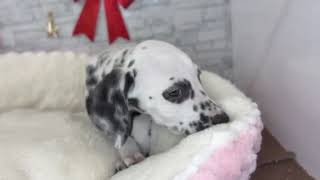 ダルメシアンの動画01