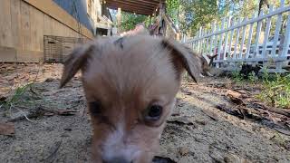 Cardigan Welsh Corgi Puppies Videos