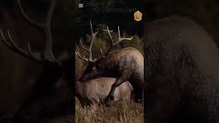 Animal planet (look how some animals do mate)