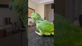 Papagaios Pedro e Pedrita - Resenha com a mamãe