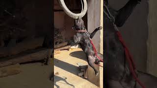 American Pitbull Terrier Dog Breed Exercise 😈 #pitbull #dogs #dog #new