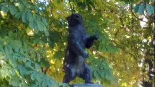 Hans-Joachim Roedelius - Goldregen