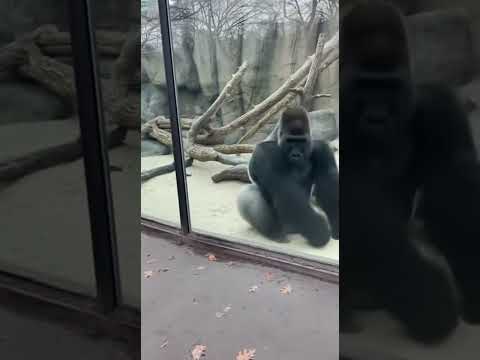 I Started a Dance Battle With a Gorilla... And HE WON. 🤯