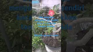 Download lagu doa wa Syifa ullima fi sudur #generasiquraniyangkuatdanamanat #quotes #motivasidiri mp3 Download lagu doa wa Syifa ullima fi sudur #generasiquraniyangkuatdanamanat #quotes #motivasidiri mp3