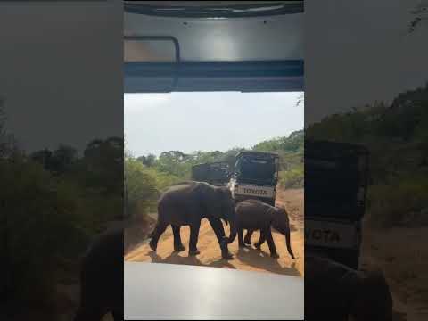 Dinuka Safari Sri Lanka🇱🇰 Yala National park elephants🐘 book now 📲+94741003585 www.dinukasafari.com