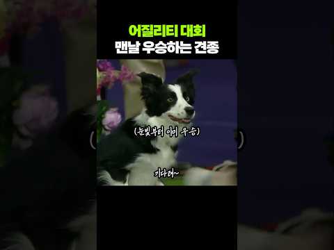 표정부터 이미 대회 우승해버리는 견종ㅋㅋ
