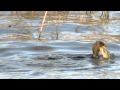 Greedy Cormorant