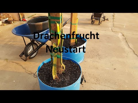 , title : 'Drachenfrucht Neustart - Stecklinge und Gerüstbau'