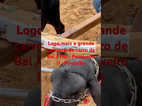 #sertãobaianoéshow  5° Carreata de carro de Boi Pesqueiro II Pindaí -Ba