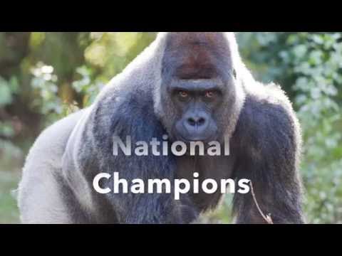 SIlverbacks 2016 Highlights