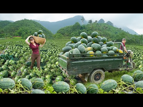 TIMELAPSE --251 Days Use 3-Wheeled Truck Harvesting A Lot Of Watermelon Go To Market Sell
