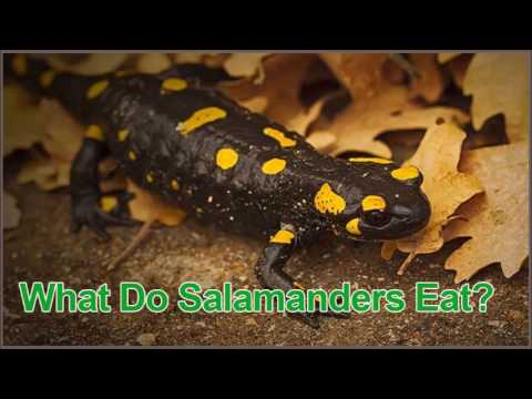image-What are salamanders favorite food?