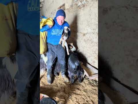 #رشيد_المغربي_مربي_دجاج