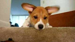 Puppy playing with toy on stairs