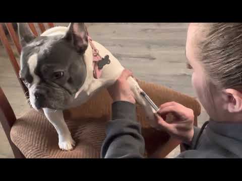 Dog Progesterone Test- Blood Draw on French Bulldog