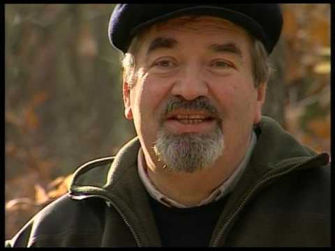 Symbioza grzybów i roślin - mikoryzy