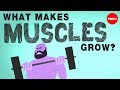 What Makes Muscles Grow Jeffrey Siegel
