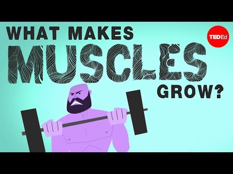 What Makes Muscles Grow?