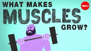 What makes muscles grow? – Jeffrey Siegel