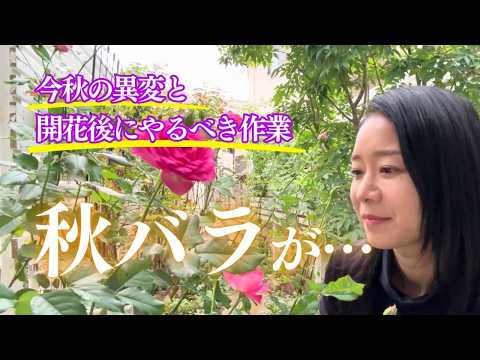 なぜバラの茂みにニンニクを加えるのですか？おばあちゃんが教えた、いい香りのバラを育てるためのヒント  庭園