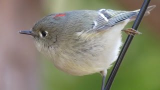 Winter Back Yard Birds