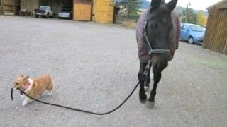 Funny Dogs Walking Horses Compilation || NEW HD
