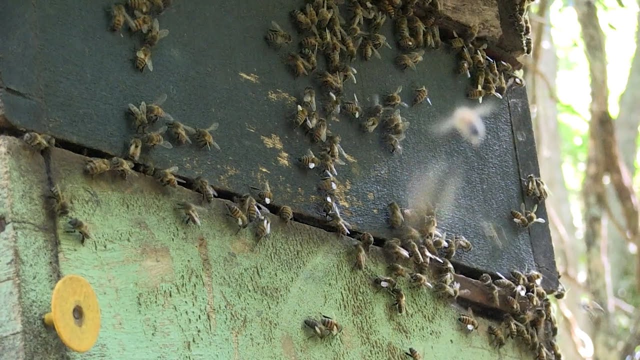 Winter hive management: what should beekeepers do?