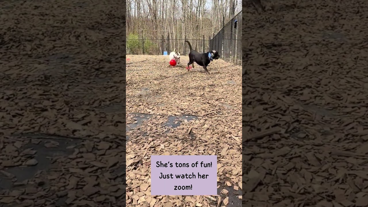 Enlarge Ziva, a ADOPTABLE Pit Bull Terrier in Accident, MD video 2/6