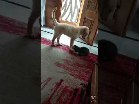 Toshi and snow friendship... growing 💗