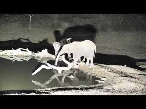 Djuma: Small Elephant herd - 23:36 - 10/26/18