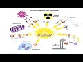 Oxygen toxicity and free radicals