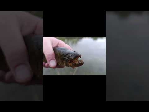 ¡TARUCHITA con SEÑUELO! 🎣🐟