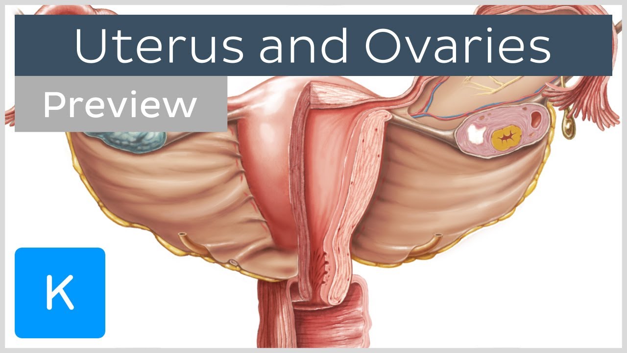 Uterus and ovaries (preview) - Human Anatomy | Kenhub