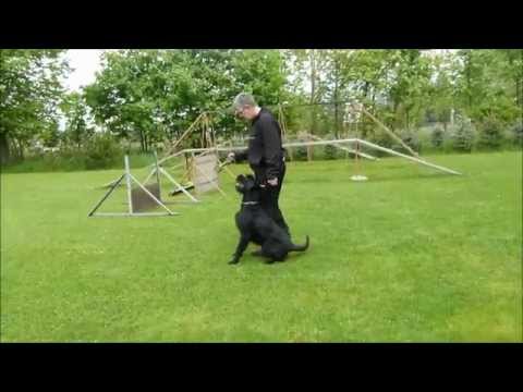 Bodo vom Hexenwald - Apportieren