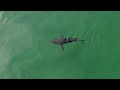 BEST GREAT WHITE SHARK DRONE FOOTAGE 2021
