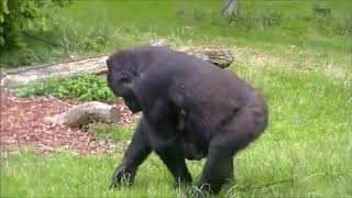 Mom Gorilla giving birth like Human to Twin at Netherlands Zoo  ☜♥☞
