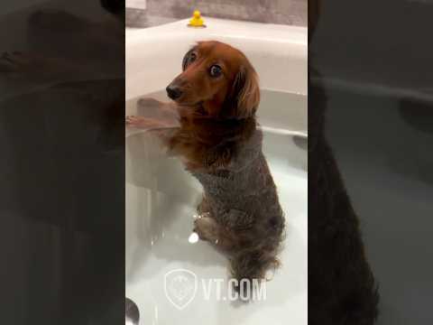 Le chien pète dans la baignoire et s'en moque éperdument