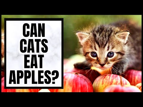 Can Cats Eat Apple? Which Fruits Can Cats Eat?