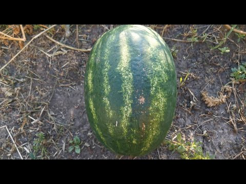 Кавун ES 75126 F1 -  Ergon seeds #кавун #кавуни