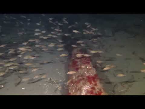 Perch Welcome Max Back to the Ocean!