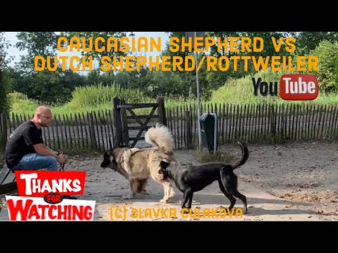 Caucasian Shepherd VS Dutch Shepherd mix Rottweiler - Dogs playing outside - Luna and Senna 9-9-2021