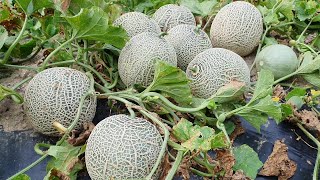 메론 5포기 심었더니 12개 열렸습니다. 잘 익어가고 있어요!
